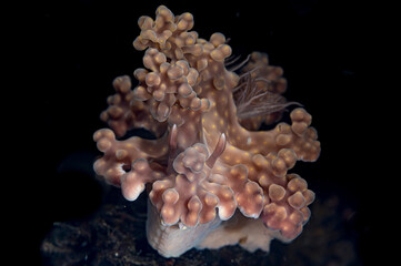 A Miamira alleni nudibranch