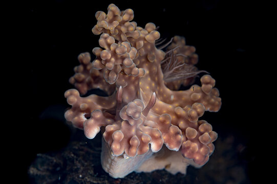 A Miamira alleni nudibranch