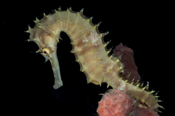 Thorny Seahorse or Hippocampus histrix