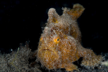 Brown Painted Frogfish or Antennarius pictus