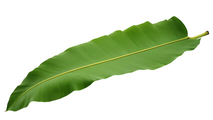 banana green leaf isolated on white background