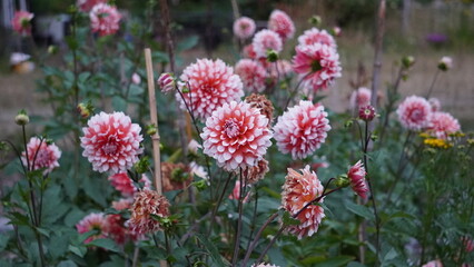 flowers in the garden