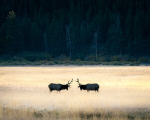 bull elk in park national park