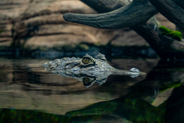 Oceanic Aquarium, Balneário Camboriú