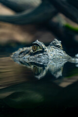 Oceanic Aquarium, Balneário Camboriú