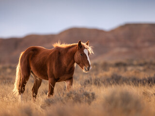Fototapeta premium wild horse in a meadow at sunset