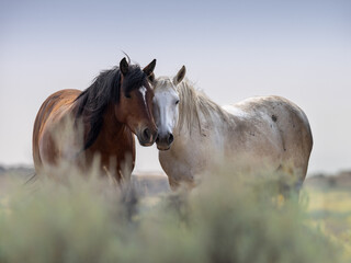Obraz premium two horses in a field 