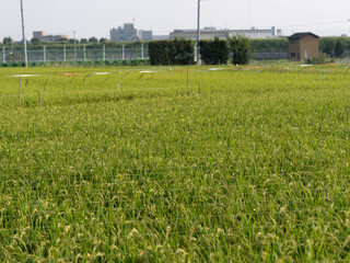 防鳥糸が張られた田んぼの風景
