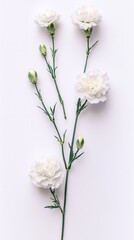 Obraz premium Elegant white carnation flower arrangement on a minimalist background, perfect for floral designs or botanical themes.