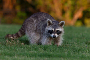 Naklejka premium Raccoon