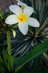 Obraz premium White Plumeria
