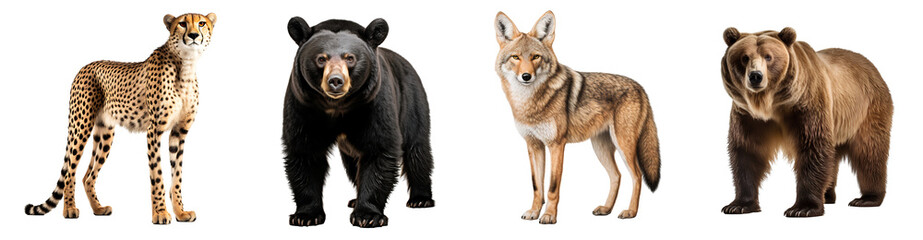 Group of wild animals, isolated on transparent background, cut out