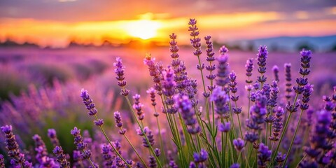 Obraz premium Purple lavender flowers blooming in a field at sunset, with a blurred background and copy space, lavender, purple