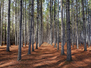 A grove of pine trees planted in a straight line so they grow straighter and taller as a result of direct competition for light.