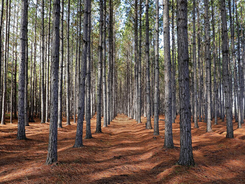 A grove of pine trees planted in a straight line so they grow straighter and taller as a result of direct competition for light.