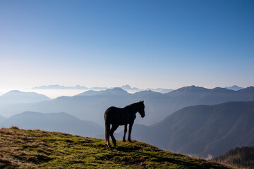 Silhouette of wild horse graze on grassy alpine meadow near Latschur in Gailtal Alpen, Carinthia,...