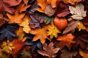 Fototapeta premium Colorful seasonal autumn background pattern, Vibrant carpet of fallen forest leaves.