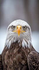 Obraz premium eagle isolated on abstract background