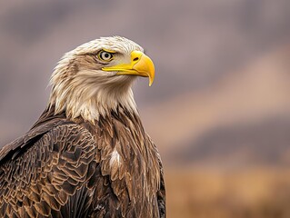 Obraz premium eagle isolated on abstract background
