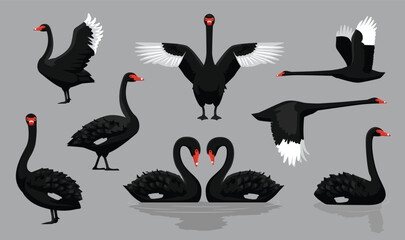 Black Swan Various Poses Cartoon Vector Character