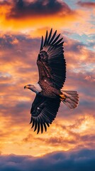 eagle isolated on colorful background