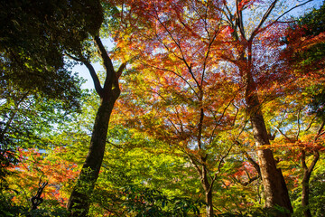 Fototapeta premium 日本の風景・秋 東京都文京区 紅葉の小石川後楽園