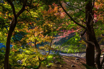 日本の風景・秋　東京都文京区　紅葉の小石川後楽園