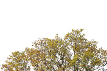 紅葉の木　切り抜き