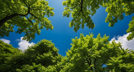 Obraz premium green leaves against blue sky