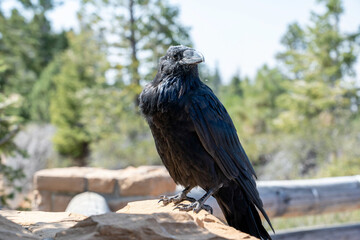 raven in the park