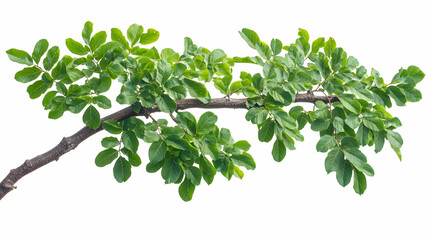 Green Tree Branch with Leaves Isolated on White Background