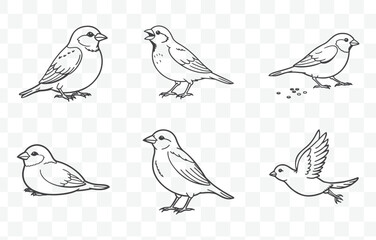 Print Sparrow Line Art Vector Set of Detailed Bird Illustrations for Nature Inspired Designs and Creative Projects