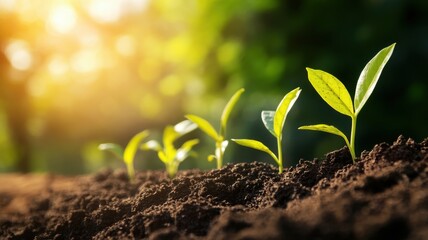 Young Green Seedlings Growing in Fertile Soil with Sunlight in the Background, Symbolizing Growth and New Beginnings