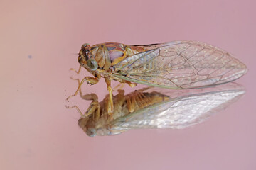 Reflection of the beauty of an evening cicada. This insect has the scientific name Tanna japonensis.