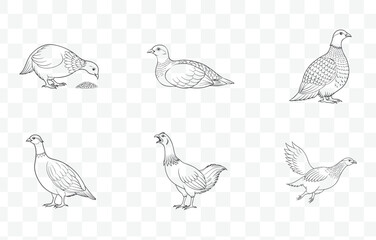 Print Grouse Bird Line Art Vector Set Detailed Illustrations of Grouse Species in High Quality Vector Format