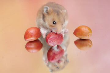 A Campbell dwarf hamster is eating ripe peanut butter. This rodent has the scientific name Phodopus campbelli.