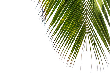 Obraz premium Palme de cocotier sur fond blanc 