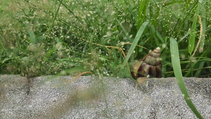 snail in the grass