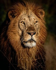 Obraz premium A powerful lion blends into its grassy habitat, eyes focused