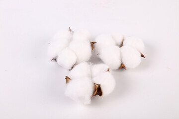 cotton buds on a white