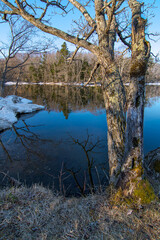 晴れた日の冬の湖畔。森の葉の無い木々が水面に反射して美しい冬景色を描いている。日本の北海道の屈斜路湖。