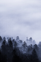 針葉樹の森と雲の幻想的な風景。おとぎ話の一場面のような印象で自然の雄大さも感じさせる。