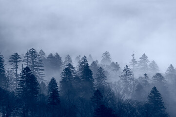 針葉樹の森と雲の幻想的な風景。おとぎ話の一場面のような印象で自然の雄大さも感じさせる。