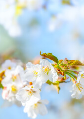 密集した桜の花のクローズアップ。背景のボケ。明るく優しい印象。