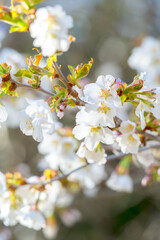密集した桜の花のクローズアップ。背景のボケ。