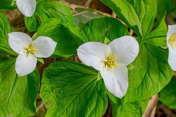 野に咲くエンレイソウの美しい白い花。清純で美しい可憐なアジアの野花。