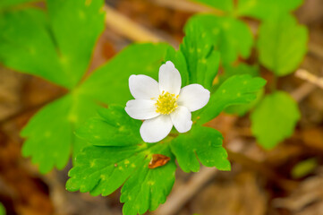 白い小さな野花のクローズアップ。晴れた日の太陽光。アジアのニリンソウ。