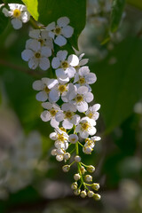 房状に咲いた白い小さな花が太陽光を浴びて美しく咲いている。背景はボケ。可憐で個性的な美しい自然の植物。