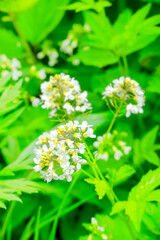 野に咲く白い小さな野花。純白の可憐な姿。