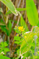 叢に咲く小さな黄色い野花。